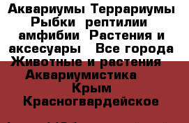 Аквариумы.Террариумы.Рыбки, рептилии, амфибии. Растения и аксесуары - Все города Животные и растения » Аквариумистика   . Крым,Красногвардейское